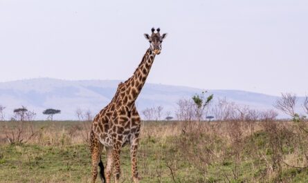 Por qué las jirafas tienen el cuello largo