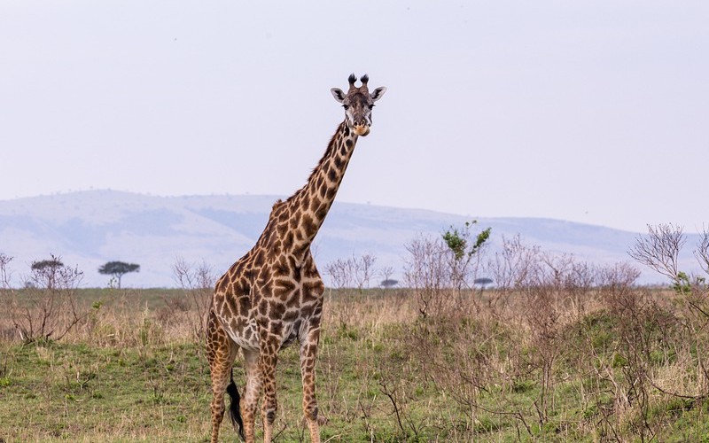 ¿Por qué las jirafas tienen el cuello largo? Datos muy interesantes