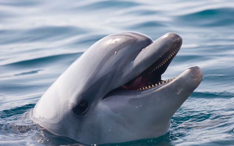 Los mejores lugares para nadar con delfines en México