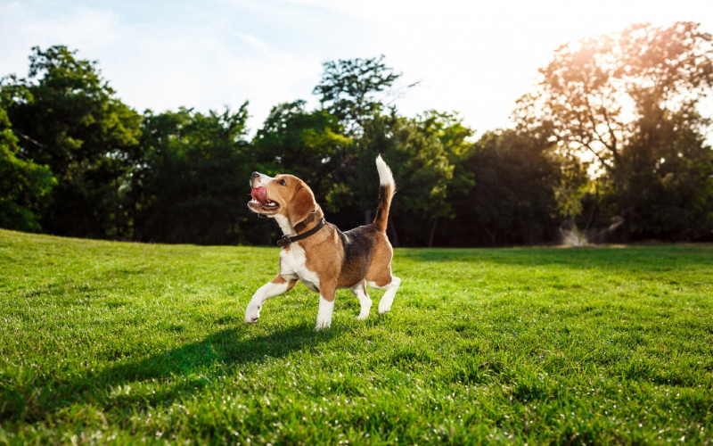 Chip rastreador vs GPS para perros: te contamos la mejor opción