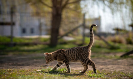 Gato