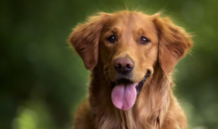 Perro